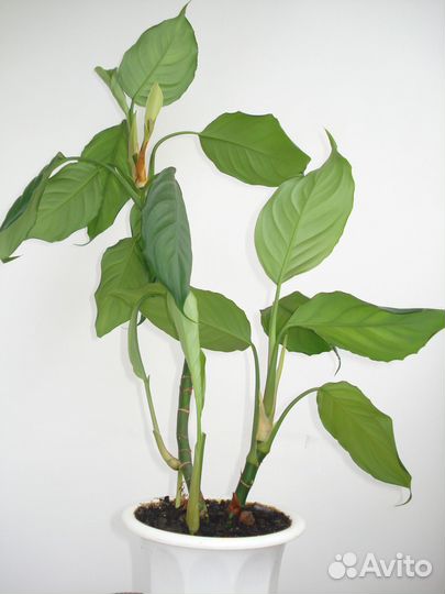 Домашние растения