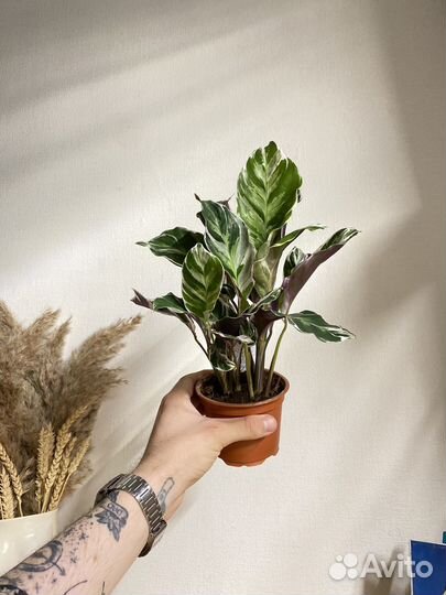 Калатея white fusion