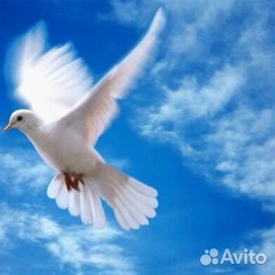 Голуби на свадьбу