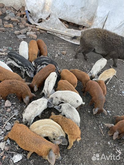 Венгерская мангалица