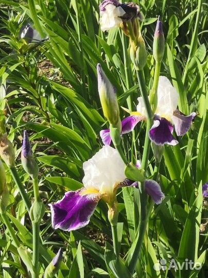 Ирисы луковицы