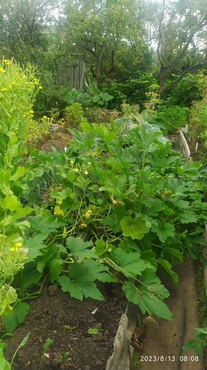 Участок 5 сот. (СНТ, ДНП)