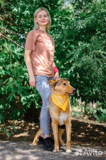 Собаке сложно в приюте