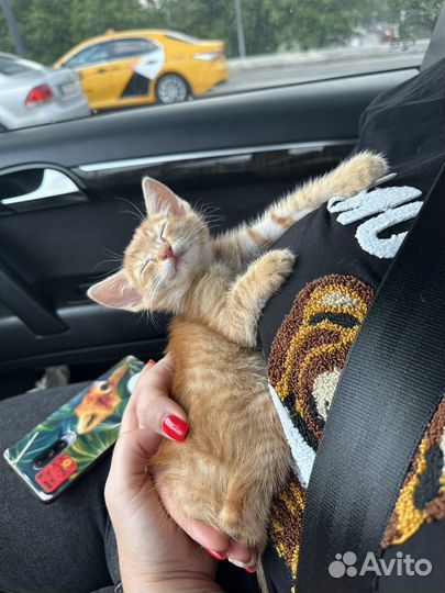 Рыжий котенок 