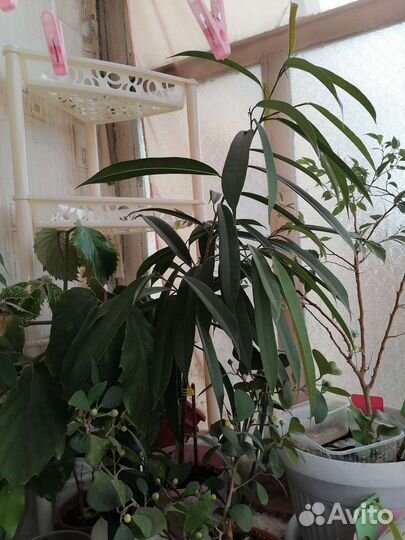 Амстел кинг