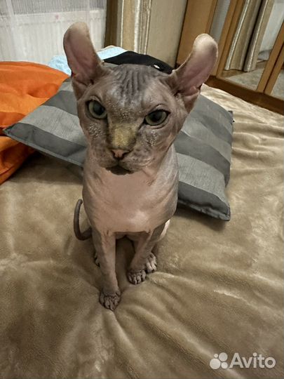 Сфинкс эльф вязка