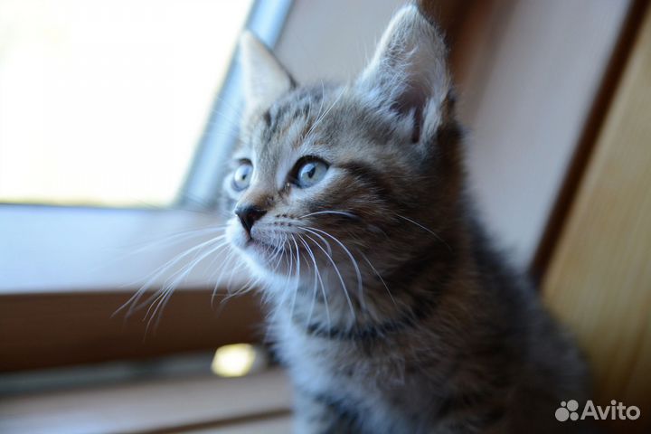 Котята в добрые руки 2 месяца