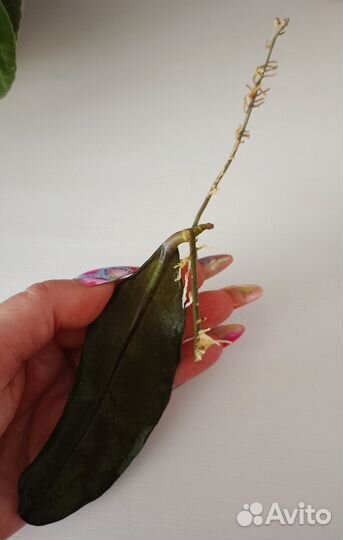 Хойя Лата искандер и Verstegii