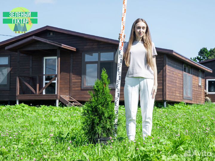 Туя смарагд 80 см свежая копка 2023