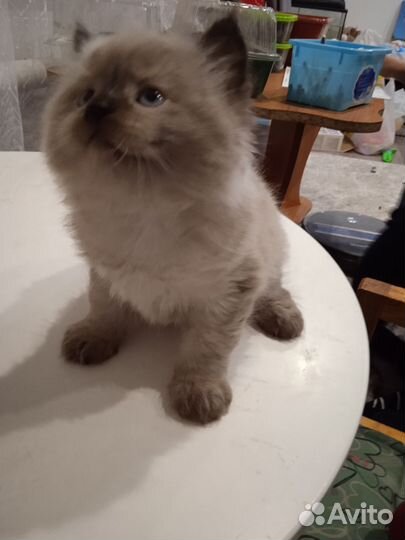 Котенок в добрые руки