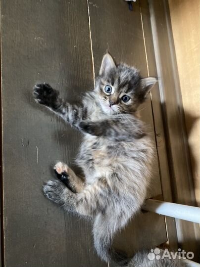 Котята