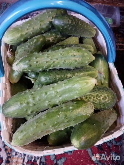 Огурцы