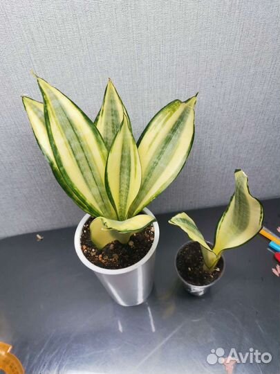 Сансевиерия Асахи, Фишери