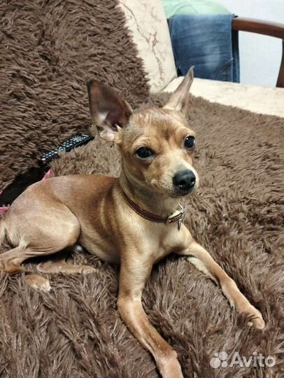 Мальчик ищет девочку