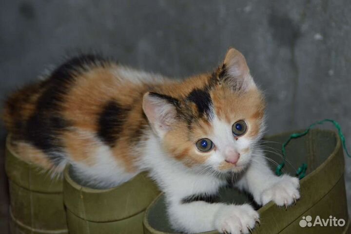 Милые котята