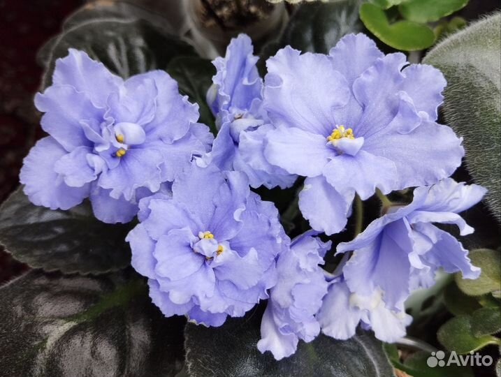 Фиалки махровые