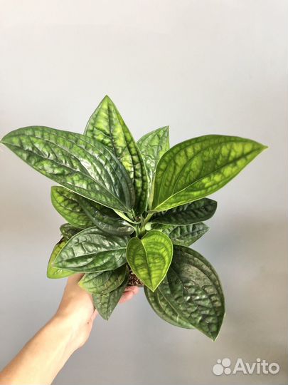 Эпипремнум Марбл Пленет