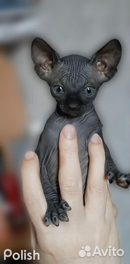 Канадский сфинкс котята