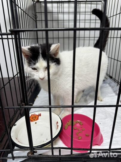 Кошечка в поисках дома