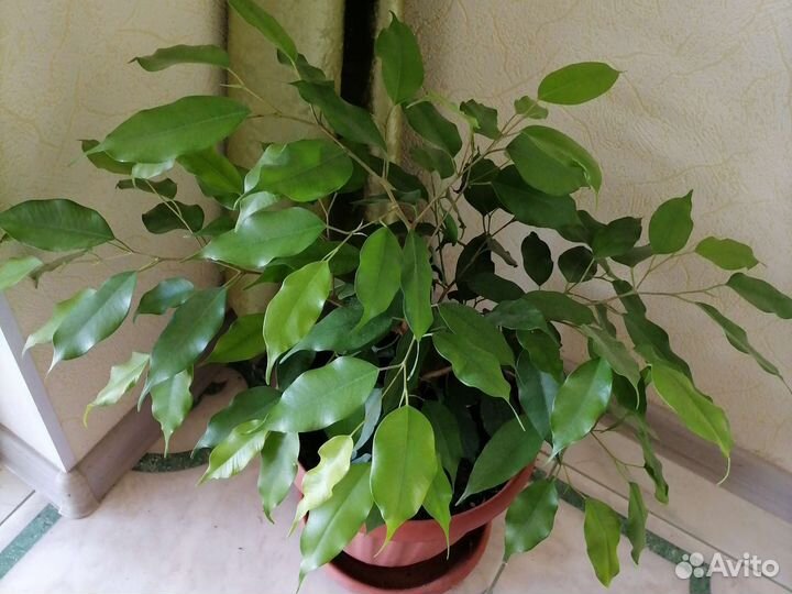 Фикус бенджамина