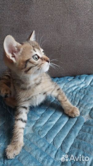 Котята помесь