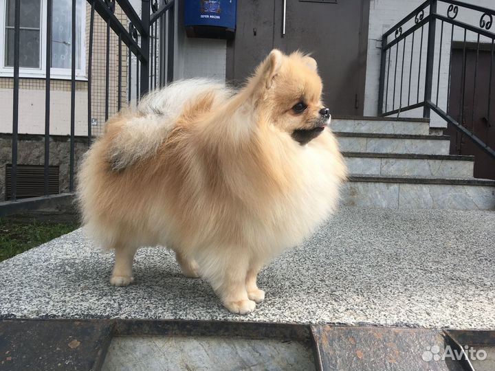 Померанский шпиц ищет невесу