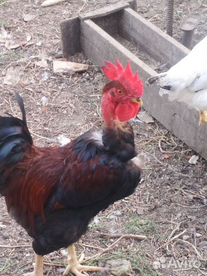 Куры и петухи