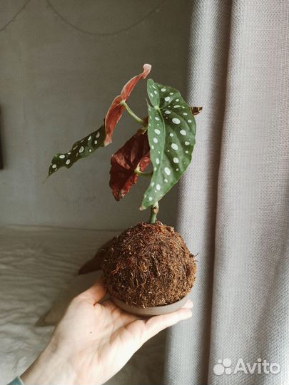 Кокедама (маранта)