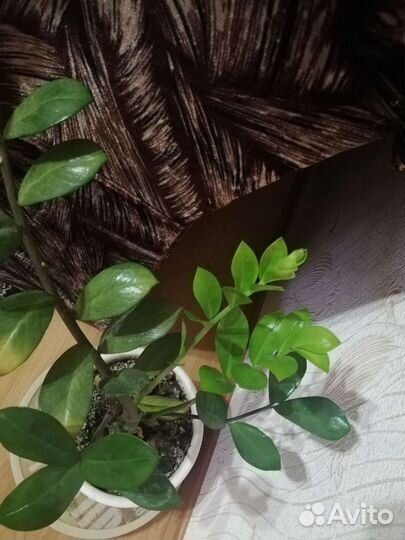 Замиокулькас