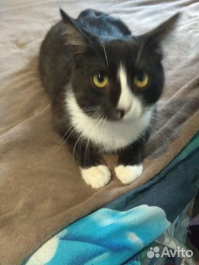 Кот в заботливые руки