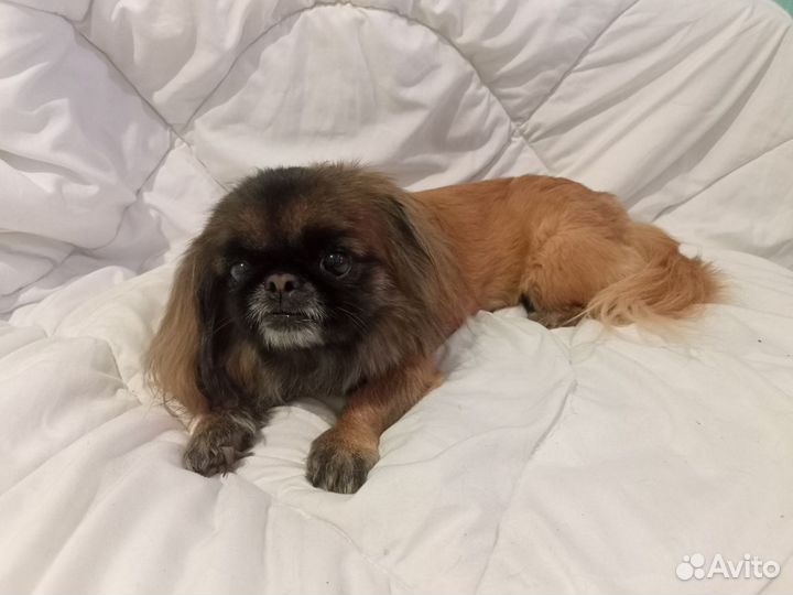 Отдам в добрые руки