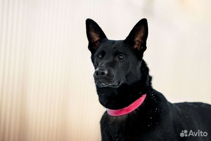 Мишель ищет дом