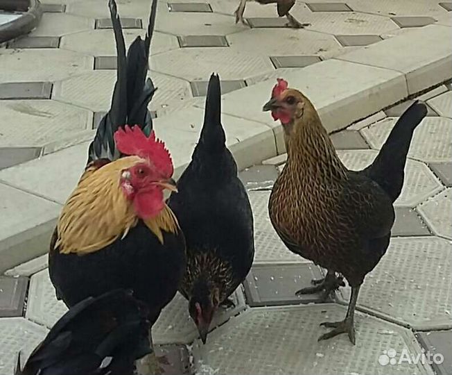 Куры бентамки