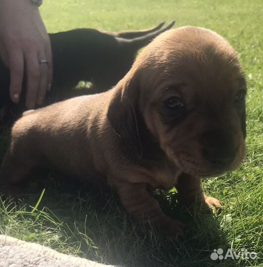 Щенок таксы