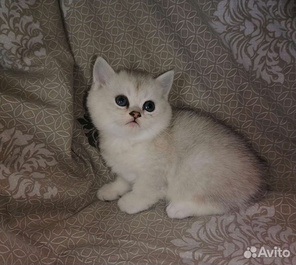 Котята скоттиш фолд