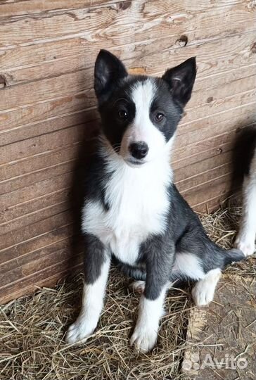 Лайка щенок