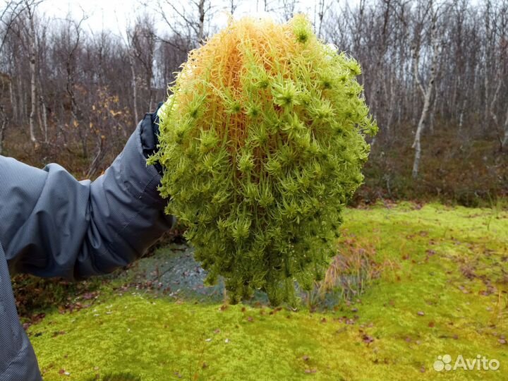 Мох сфагнум живой