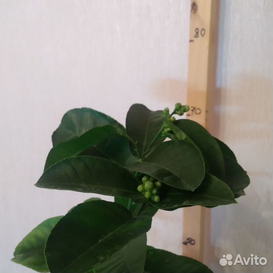 Саженцы лимона