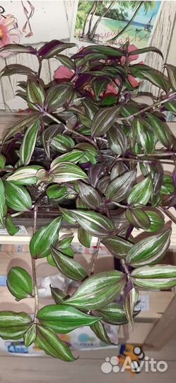 Традесканция Discolor multicolor