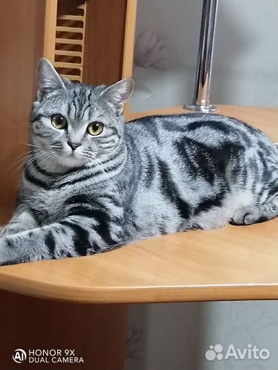 Породистые котята