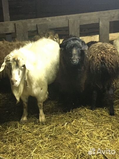 Баран живой