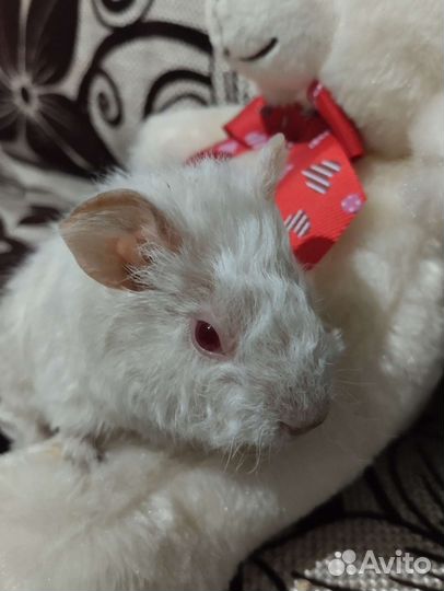 Морская свинка девочка