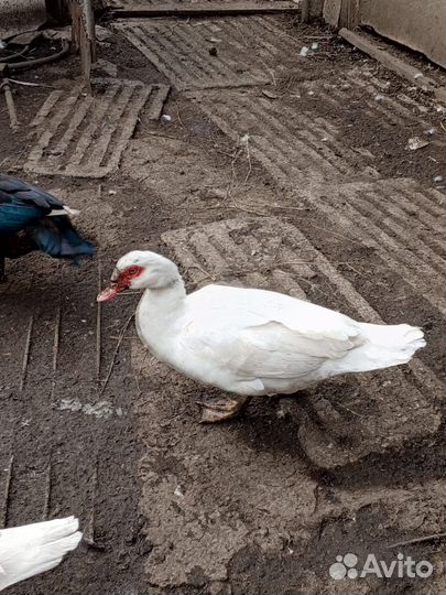 Мускусные утки (шипуны)