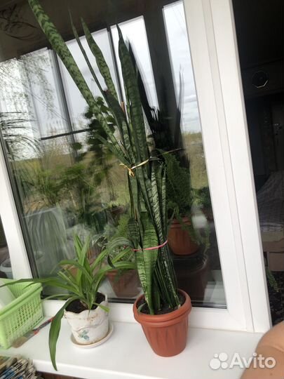 Сансивиерия