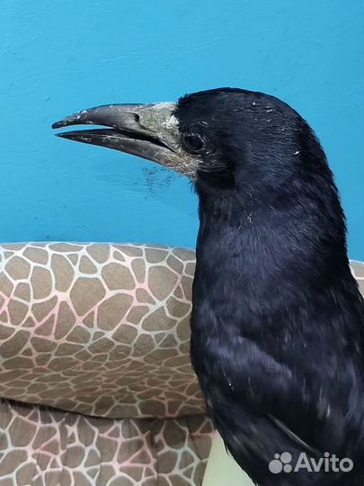 Грач (врановые)