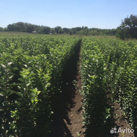 Подвой яблони