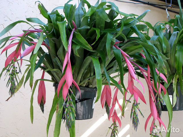 Продаю отростки комнатных растений