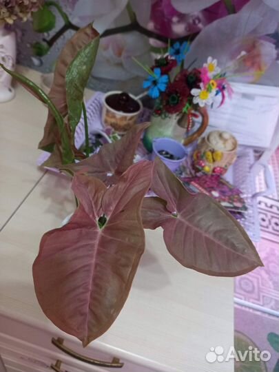 Комнатные цветы