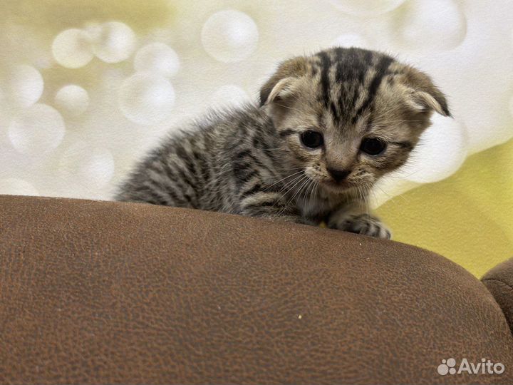 Шотландские котята