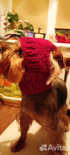 Одежда для собак